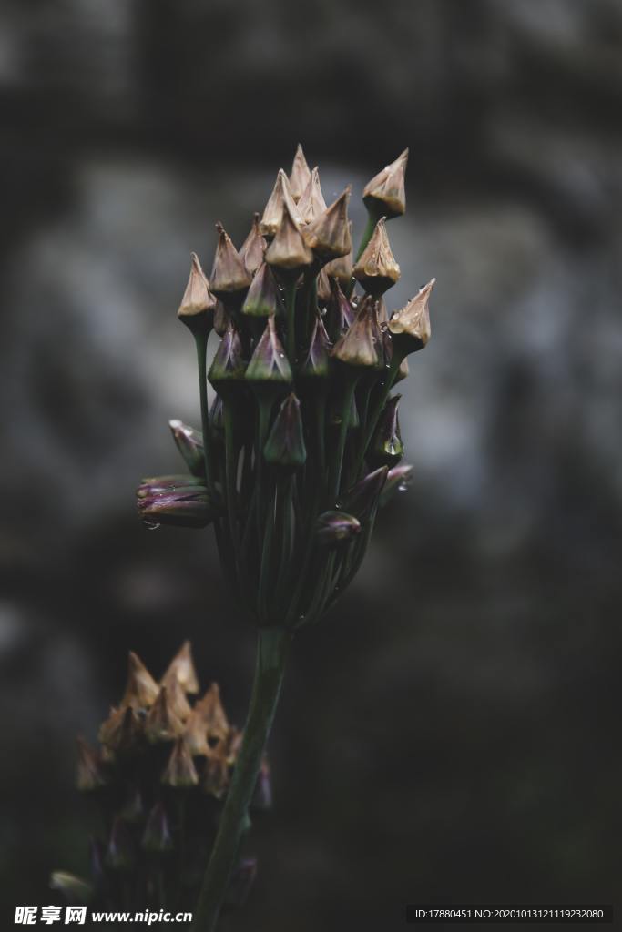 花蕾