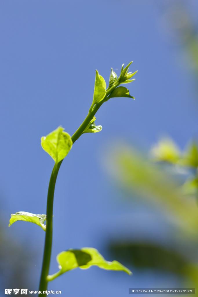 花蕾