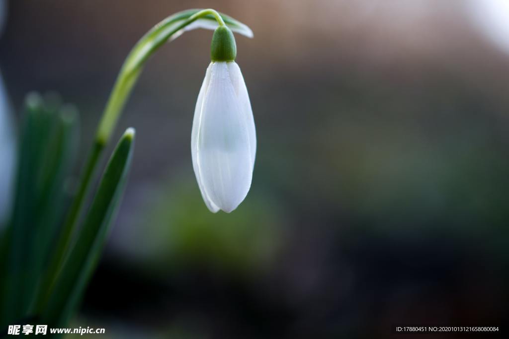 花蕾
