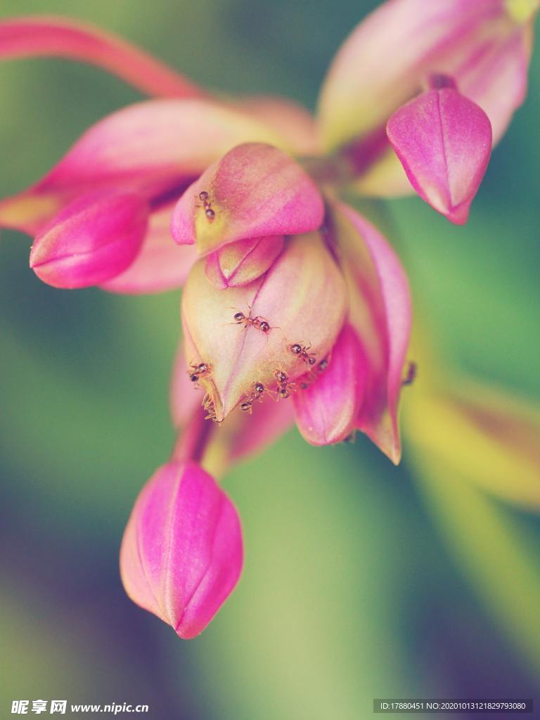 花蕾