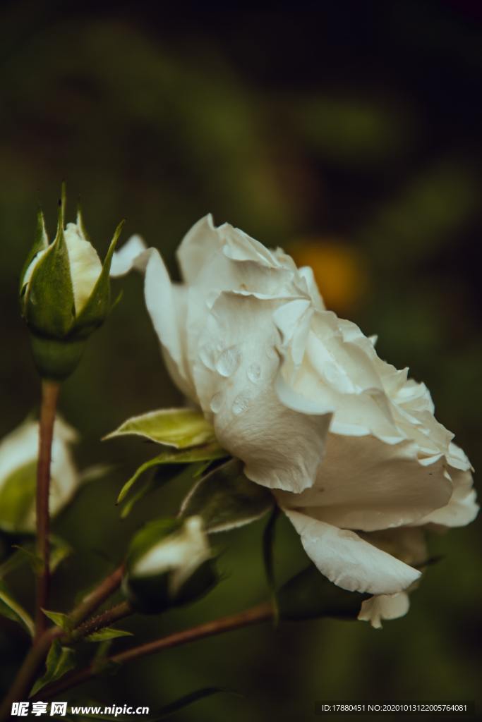 花蕾