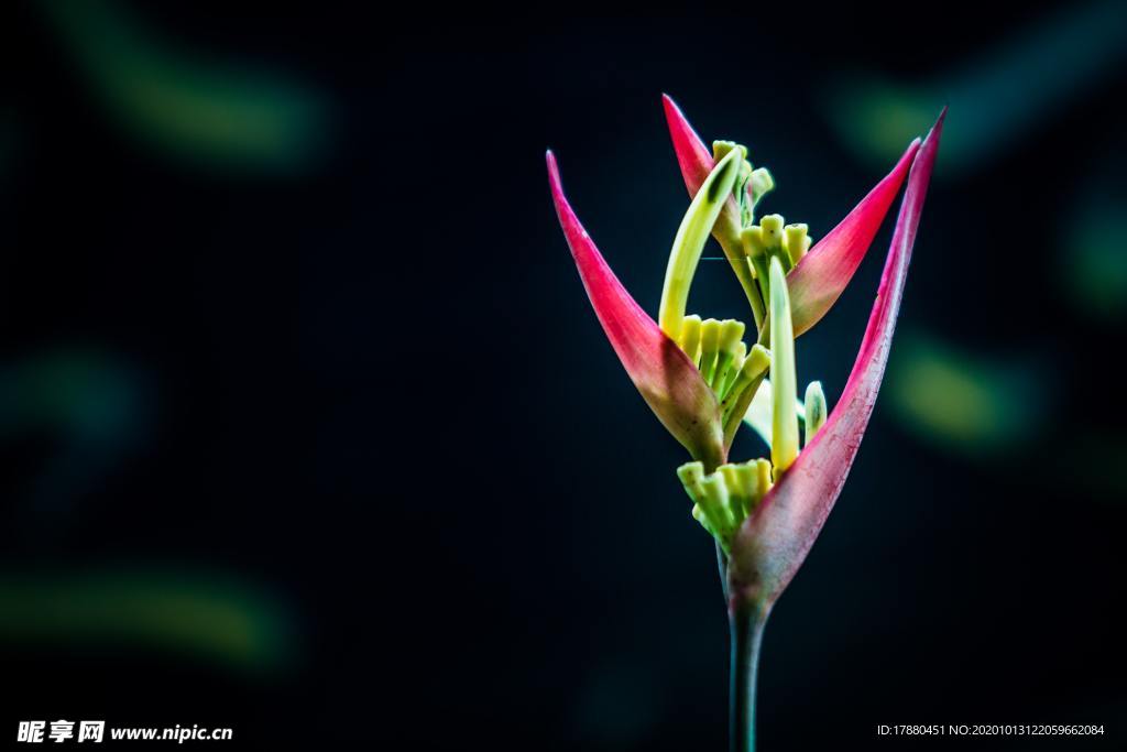 花蕾