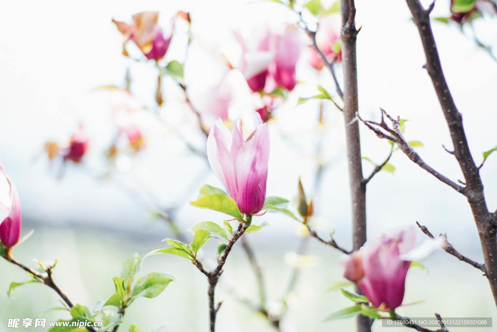 花蕾