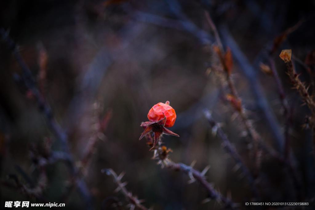 花蕾