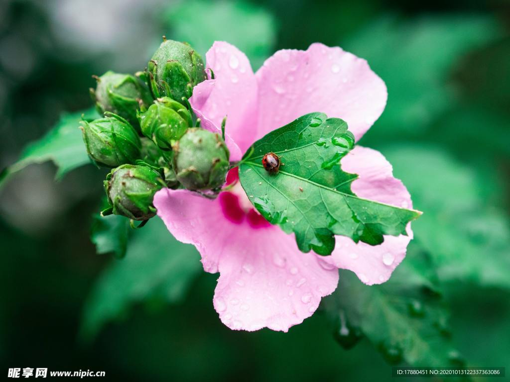花蕾