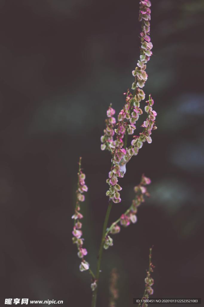 花蕾