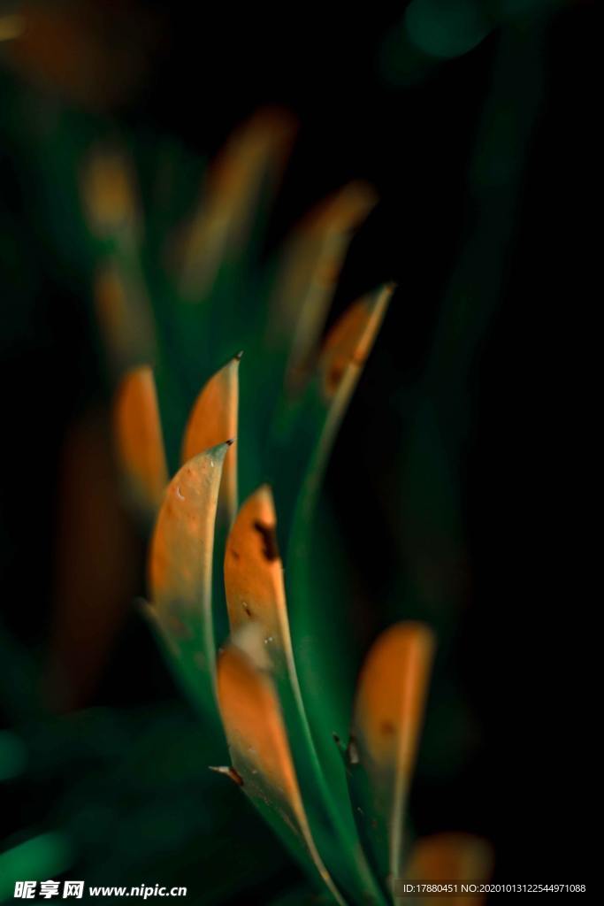 花蕾