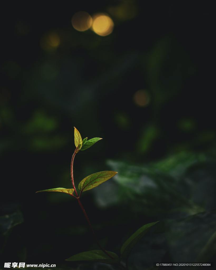 花蕾
