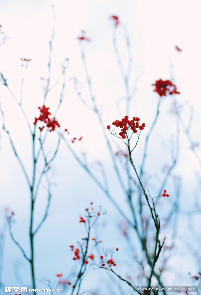花蕾