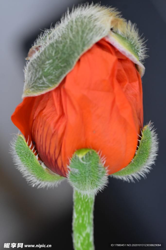 花蕾