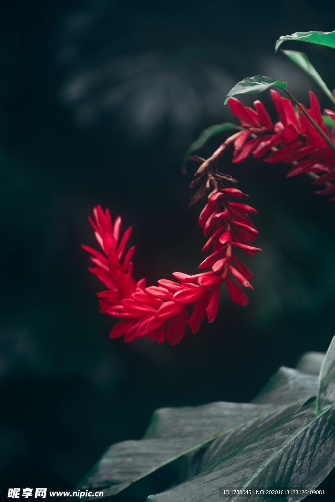 花蕾