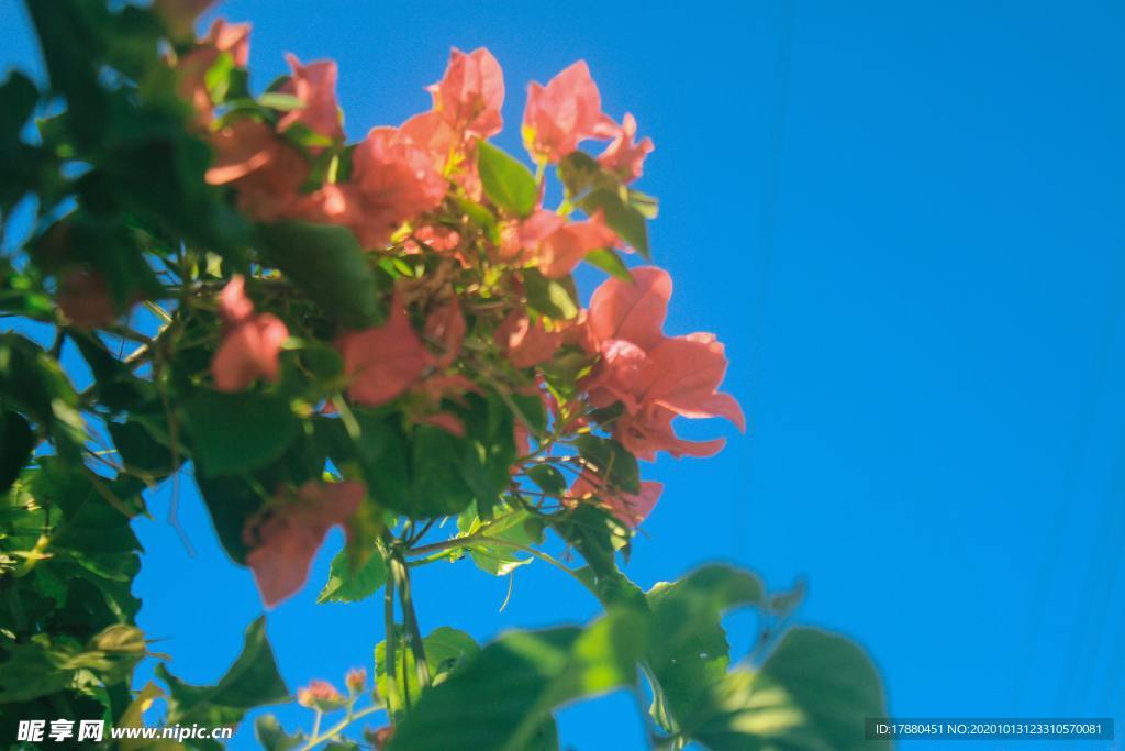 花蕾