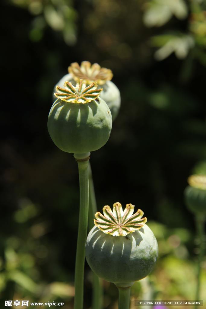 花蕾