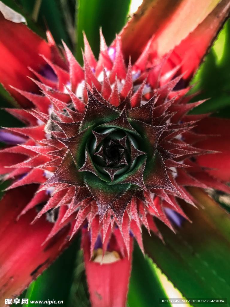 花蕾