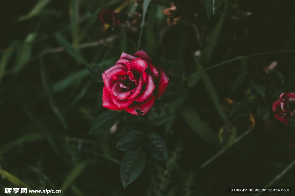 花蕾