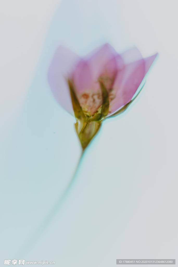 花蕾