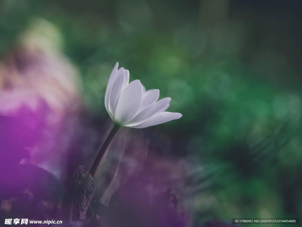 花蕾