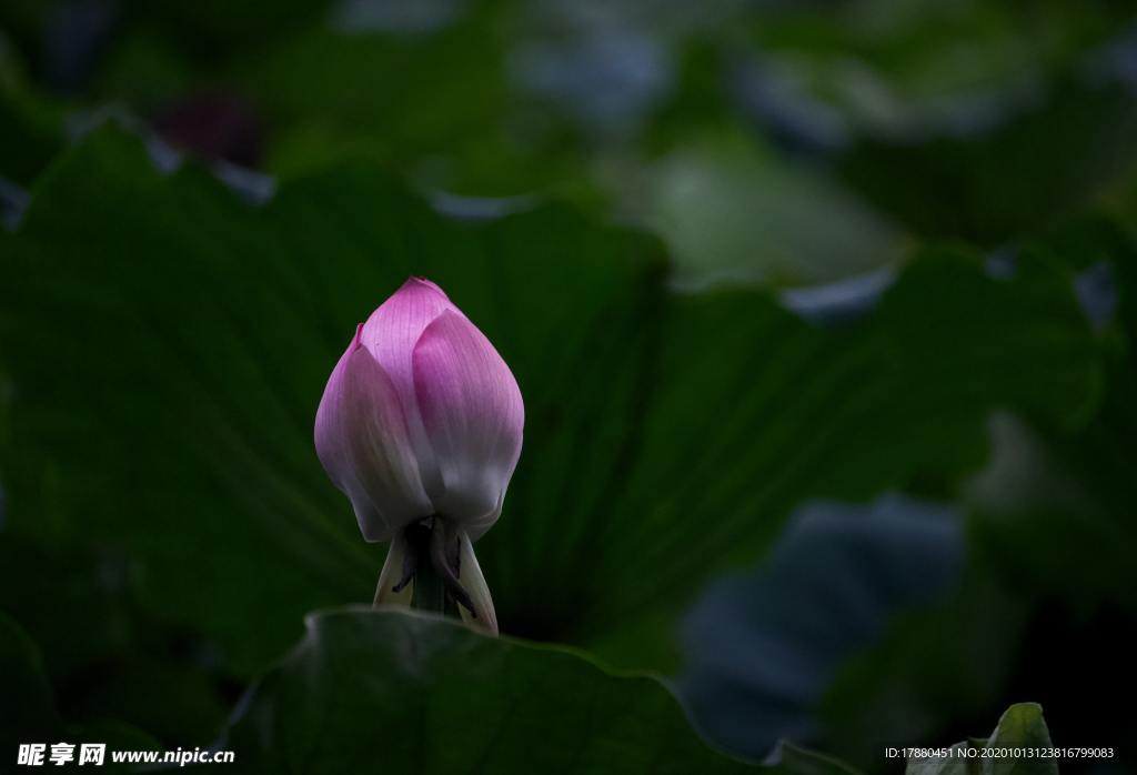 花蕾