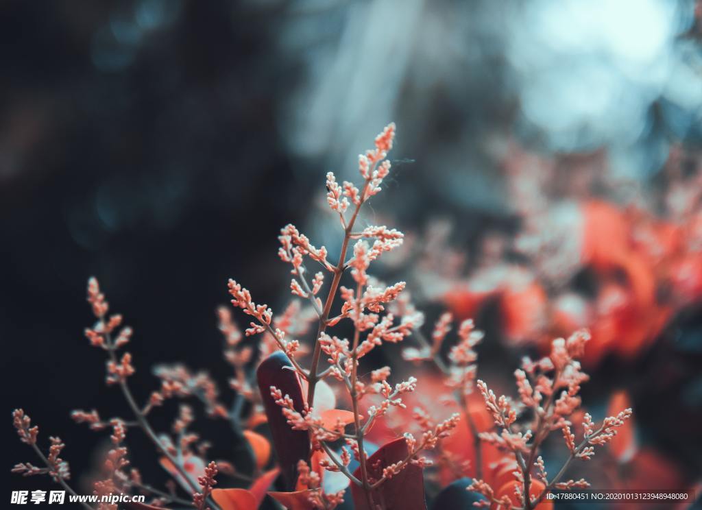 花蕾
