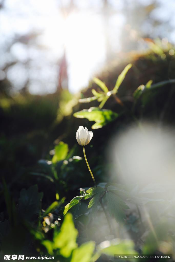 花蕾
