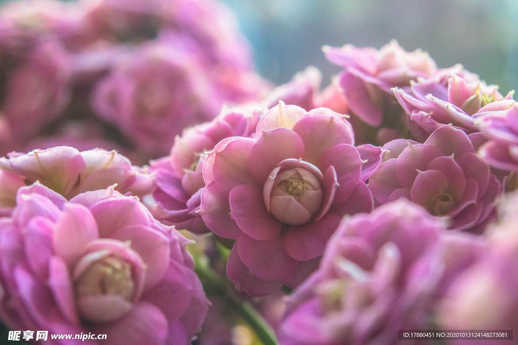 花蕾