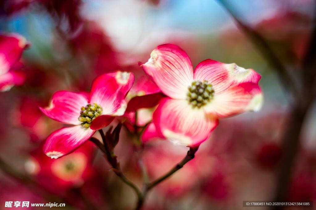 花蕾