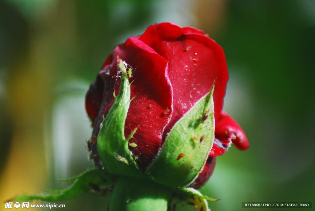 花蕾