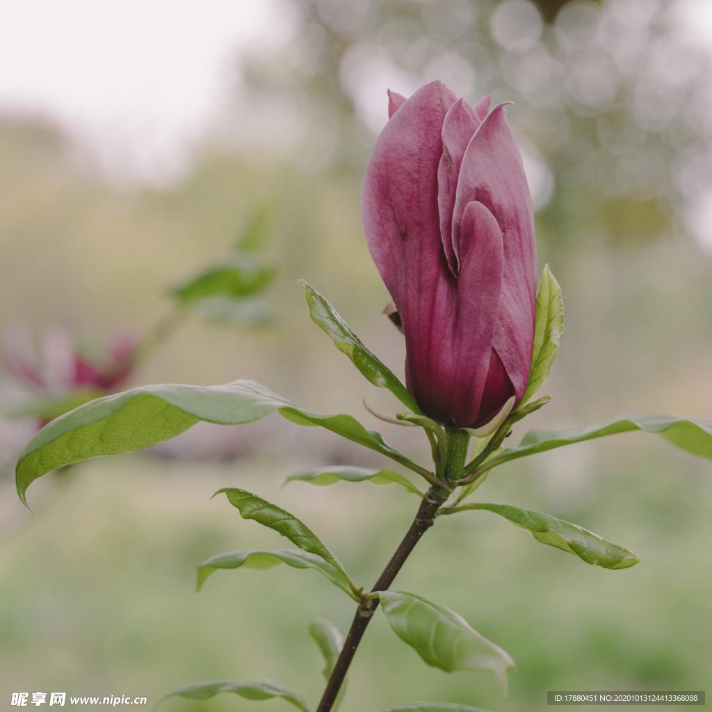 花蕾
