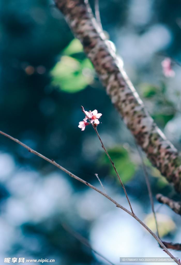 花蕾