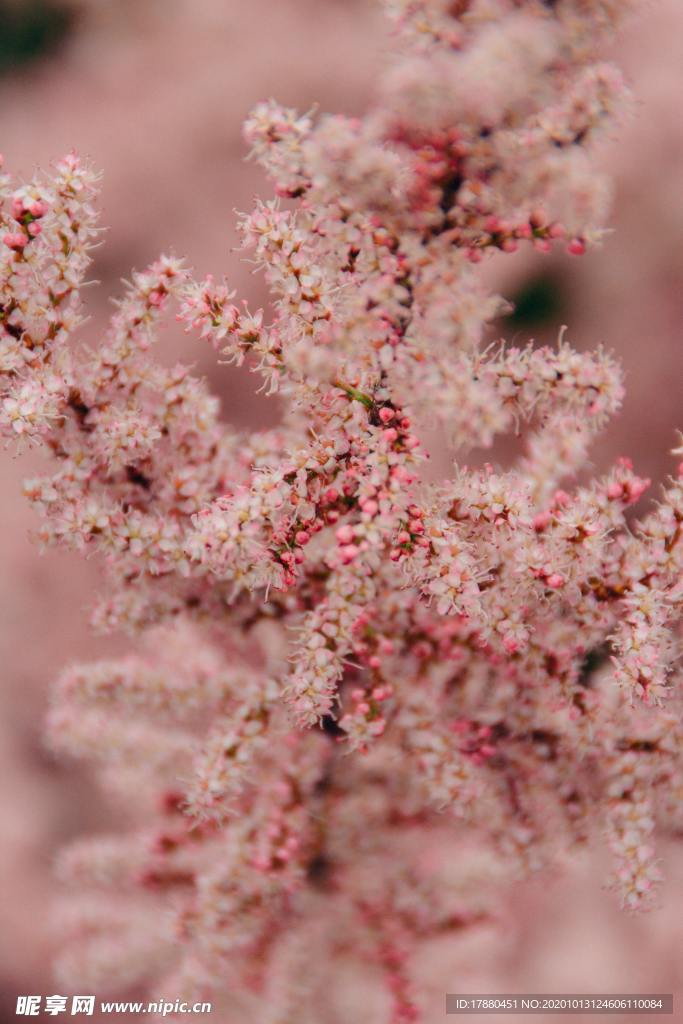花蕾