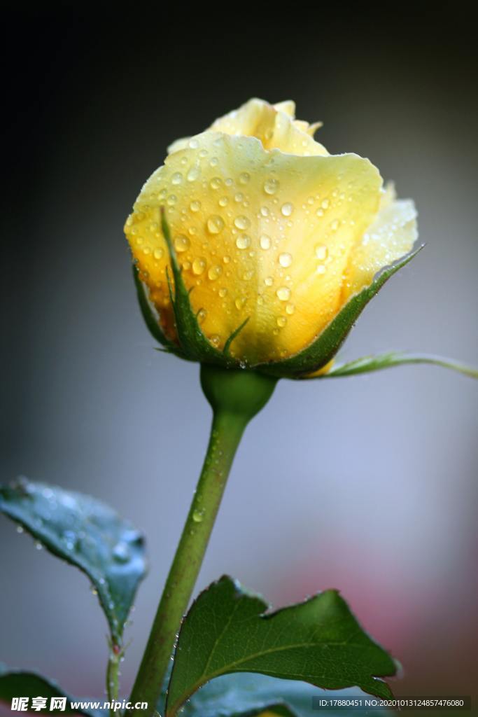 花蕾