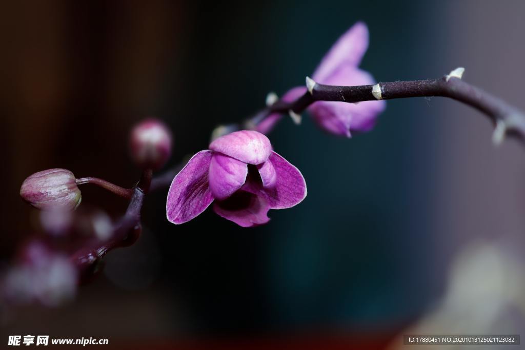 花蕾