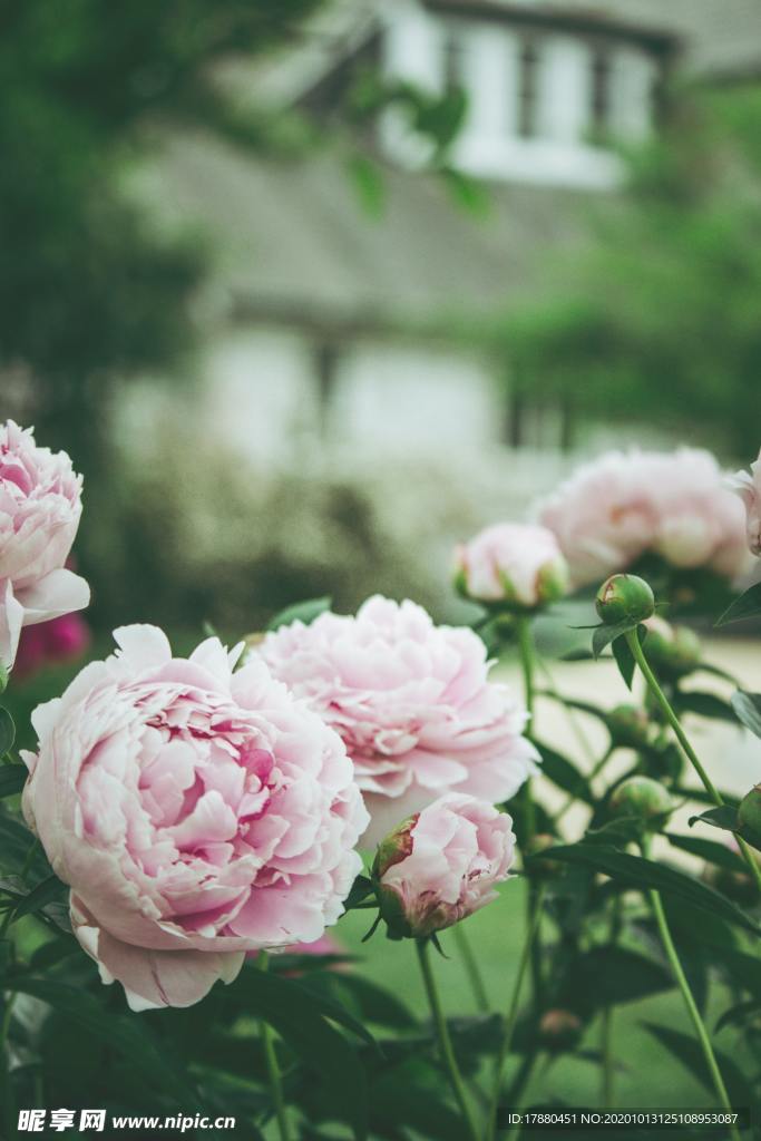 花蕾