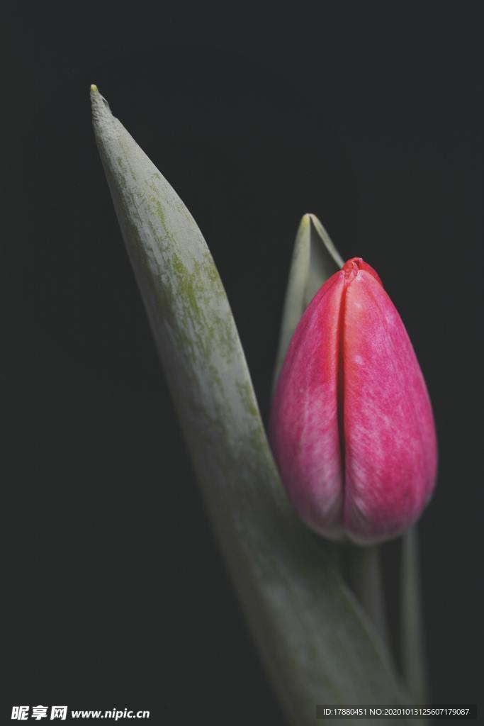 花蕾