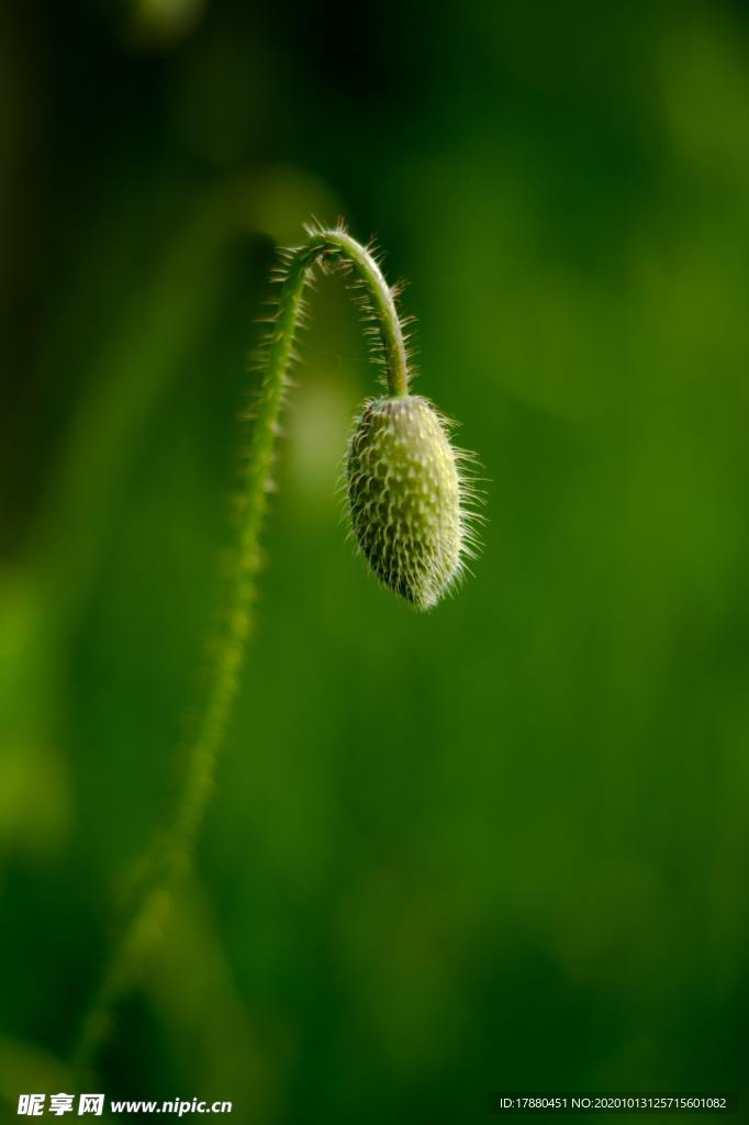 花蕾