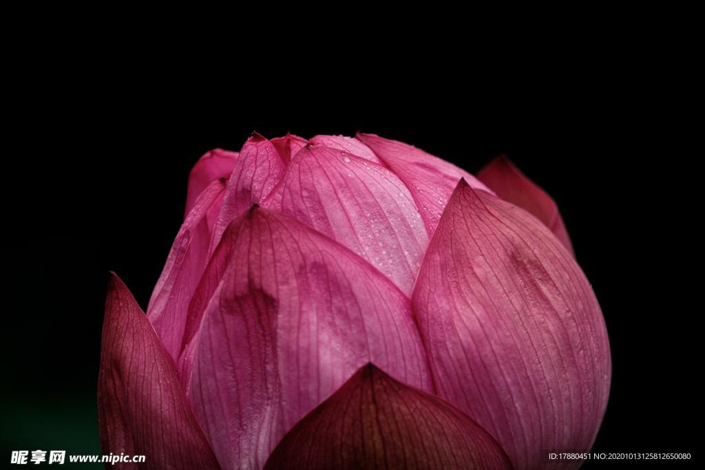 花蕾