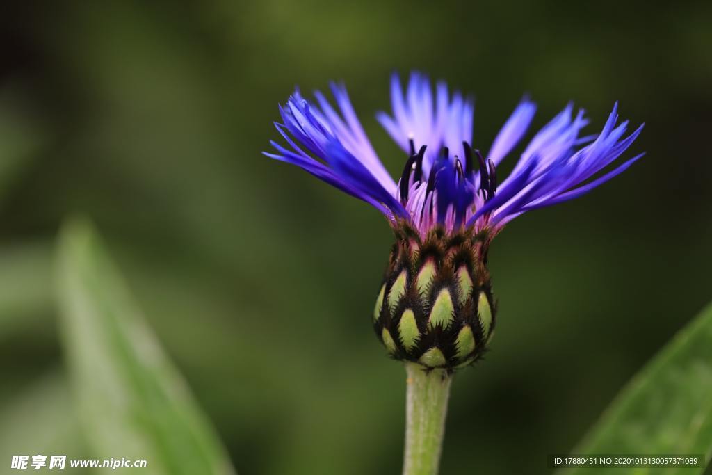 花蕾