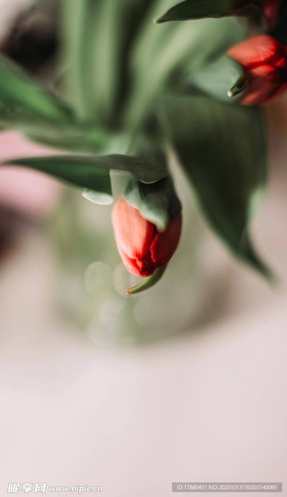 花蕾