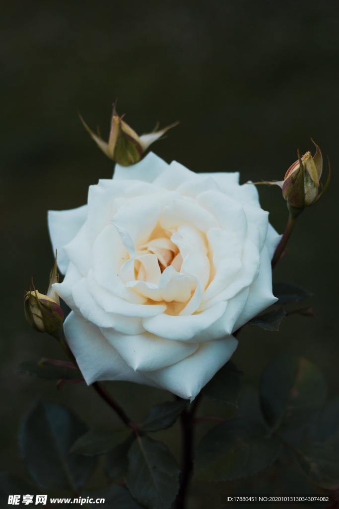花蕾