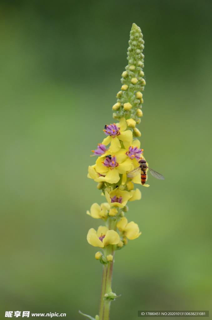 花蕾