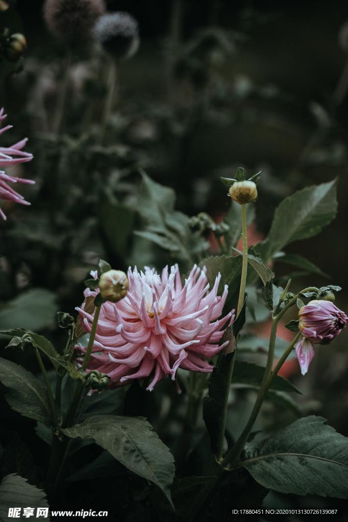花蕾