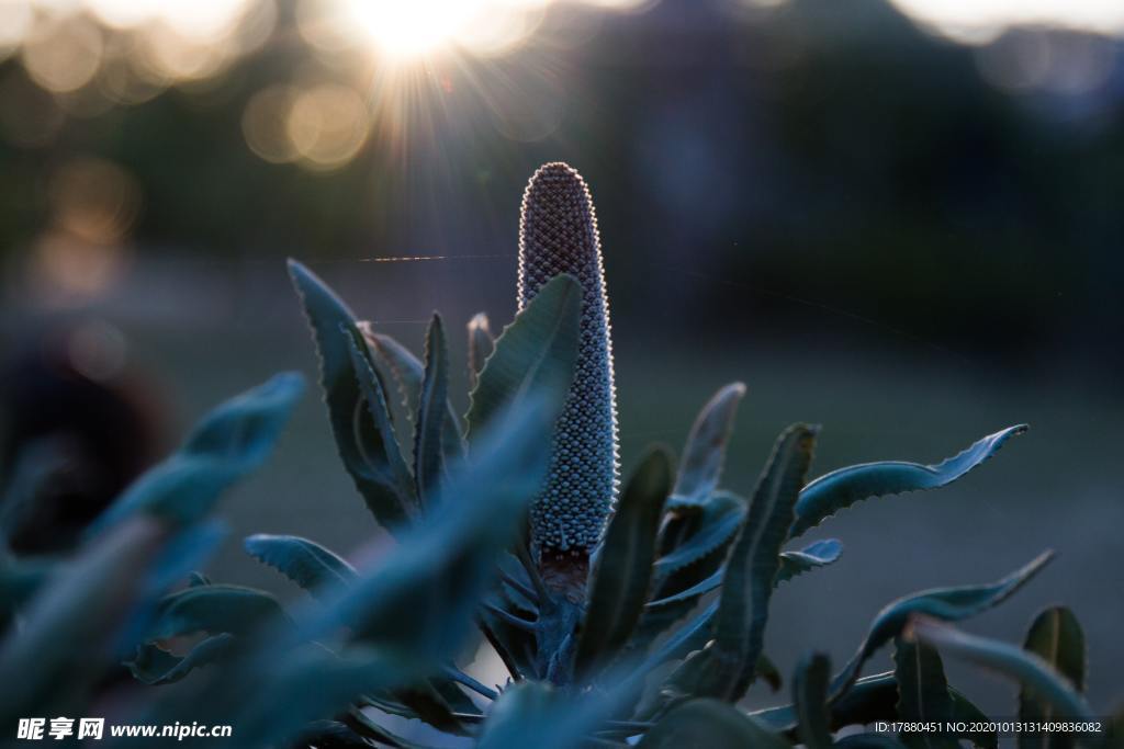 花蕾