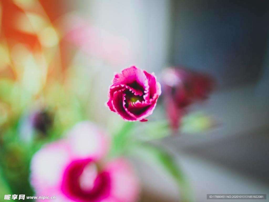 花蕾