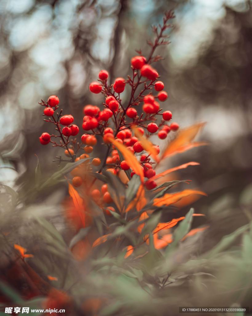 花蕾