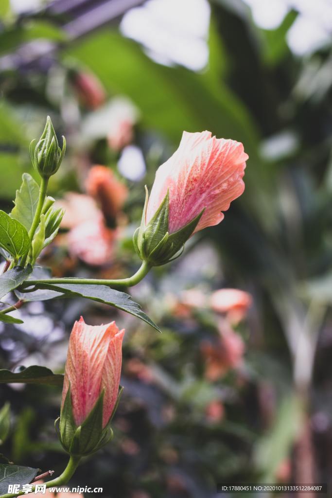 花蕾