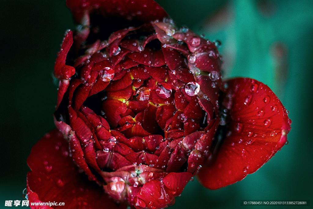 花蕾