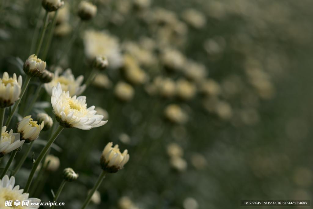 花蕾