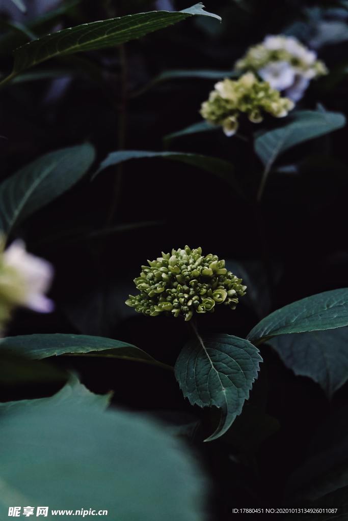 花蕾