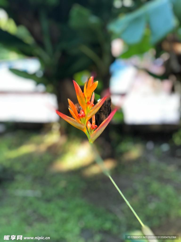 花蕾