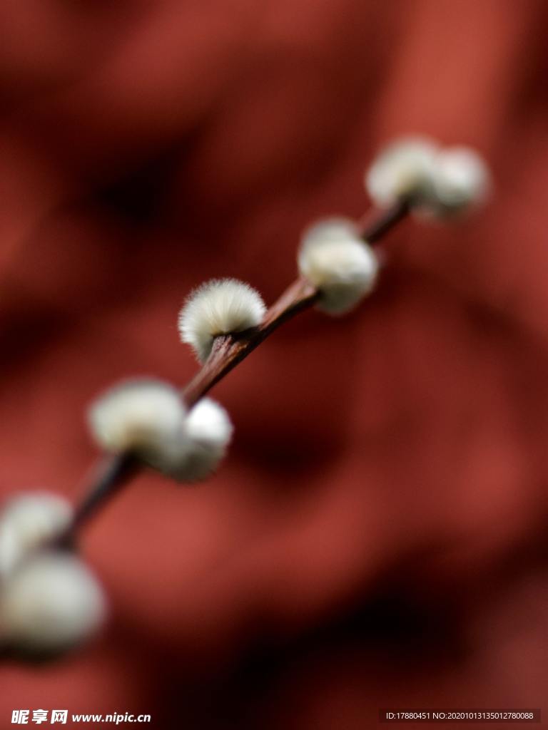 花蕾
